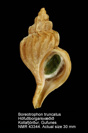 Boreotrophon truncatus (1).jpg - Boreotrophon truncatus(Strøm,1768)